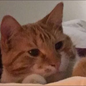 Meet your Posher, Hollis